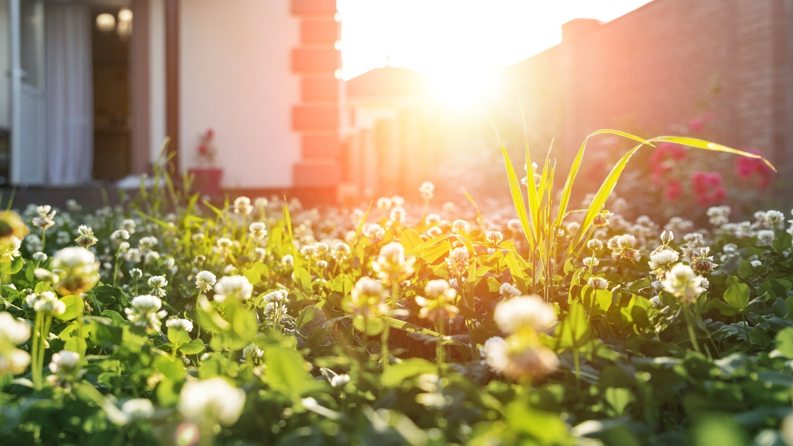 Lush clover grass lawn with white blooms glowing in warm golden sunset light across a backyard.