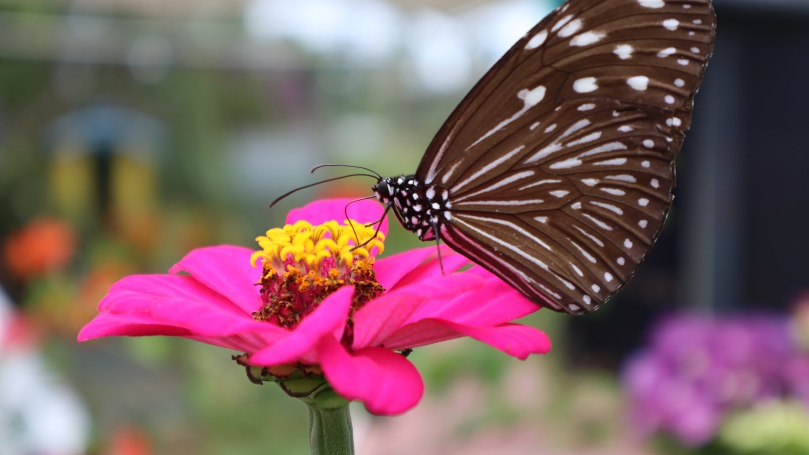 A black and white spotted butterfly perches delicately on a vibrant pink flower with layered petals and a golden-yellow central disk, sipping nectar in the sunlight.