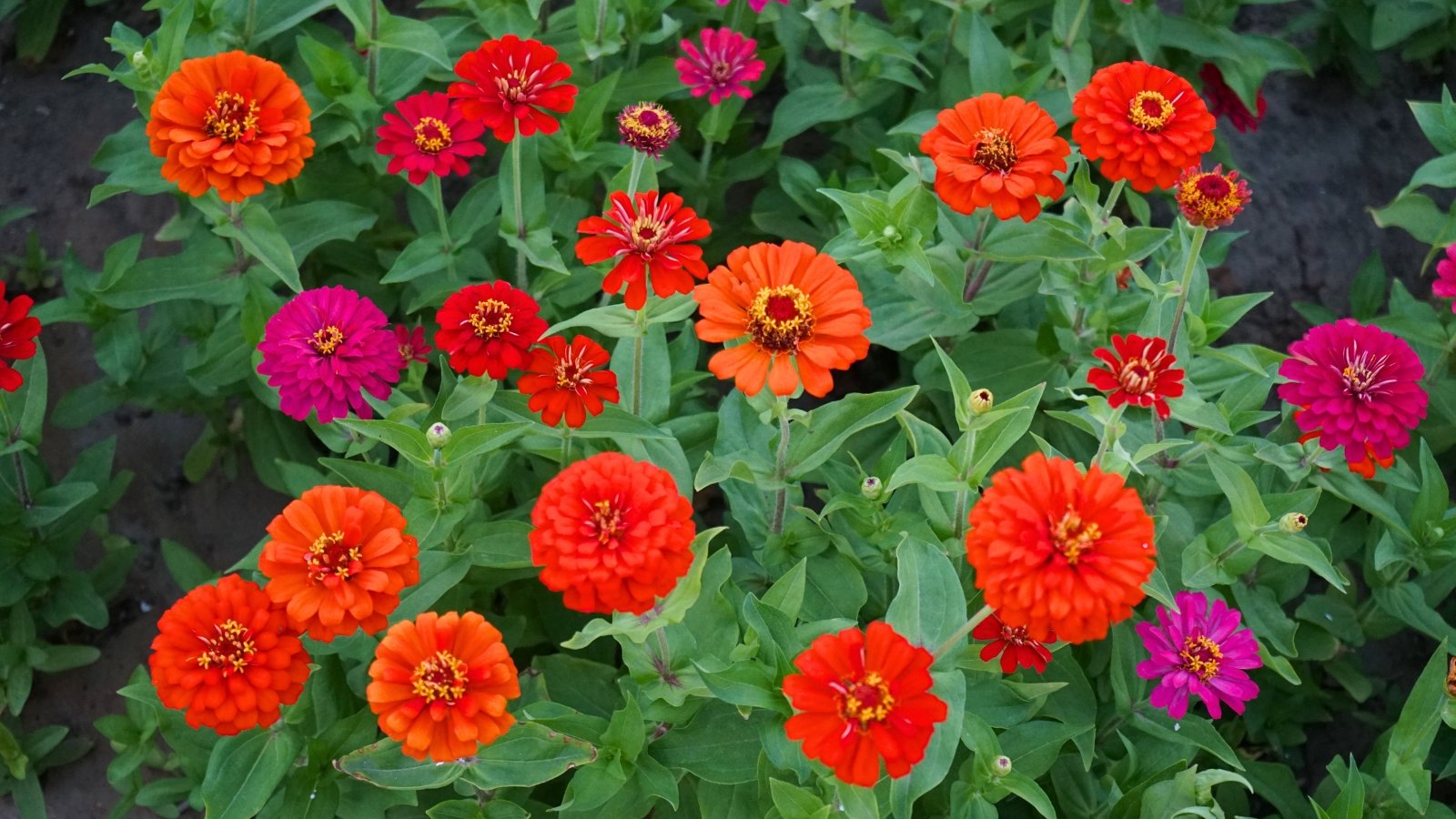 Numerous vibrant orange, red, and fuchsia blossoms with densely packed petals and prominent centers emerge from lush green foliage.	