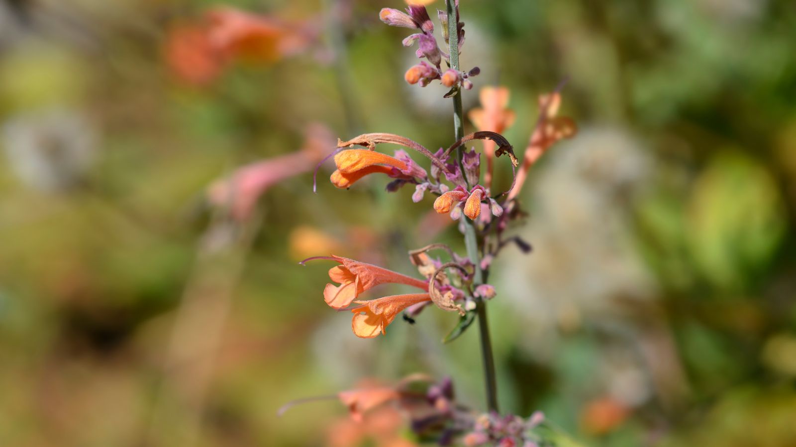 A close up shot of the ‘Apache Sunset’ plant with lovely peach blooms and a blurry background