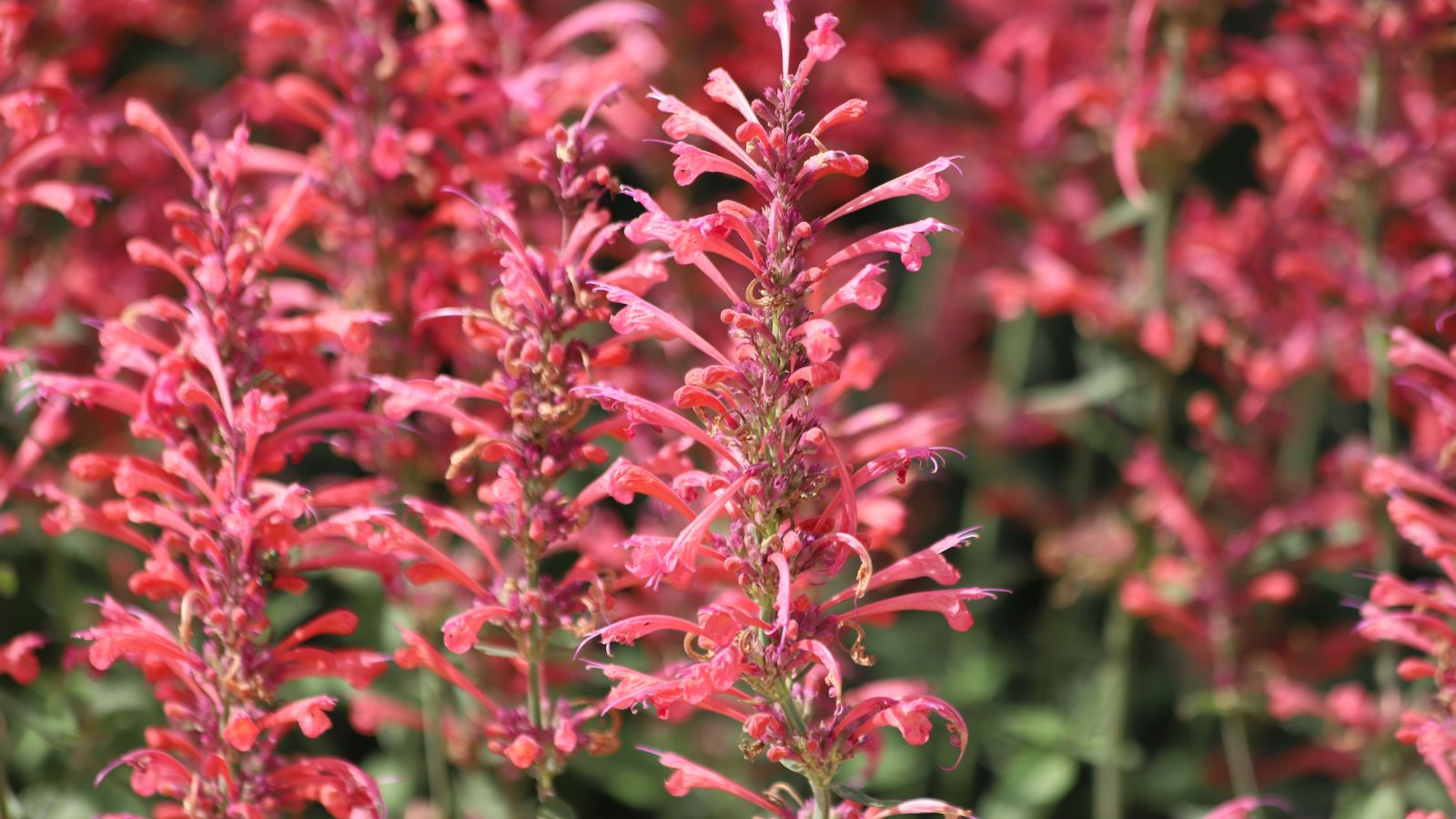 An area covered in ‘Rosie Posie’ plants with lovely pink blooms and green foliage