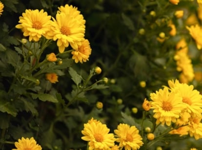 A Tagetes lemmonii plant appearing lush and thick, with blooms also known as copper canyon daisies with the flowers looking bright yellow