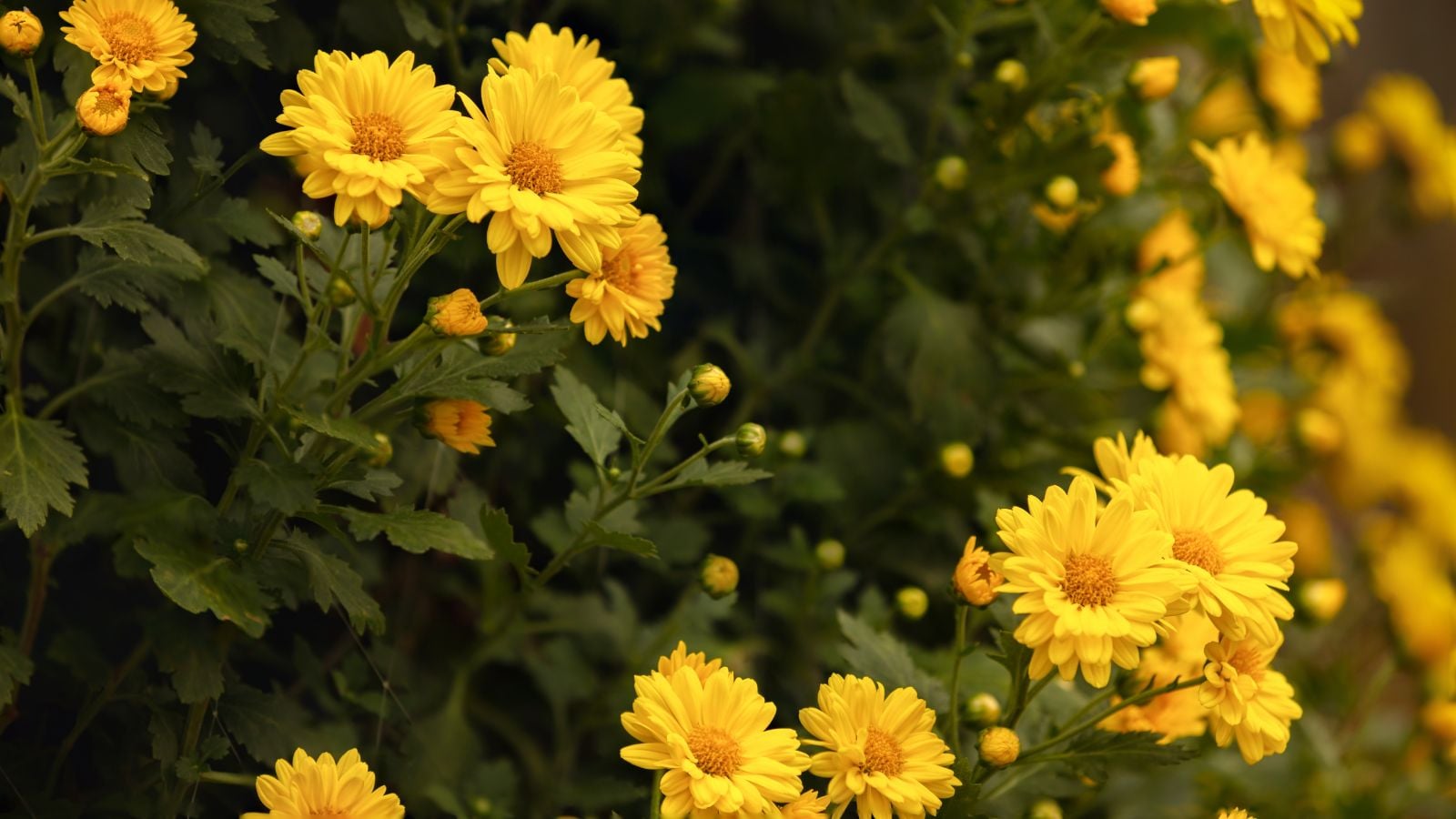 A Tagetes lemmonii plant appearing lush and thick, with blooms also known as copper canyon daisies with the flowers looking bright yellow