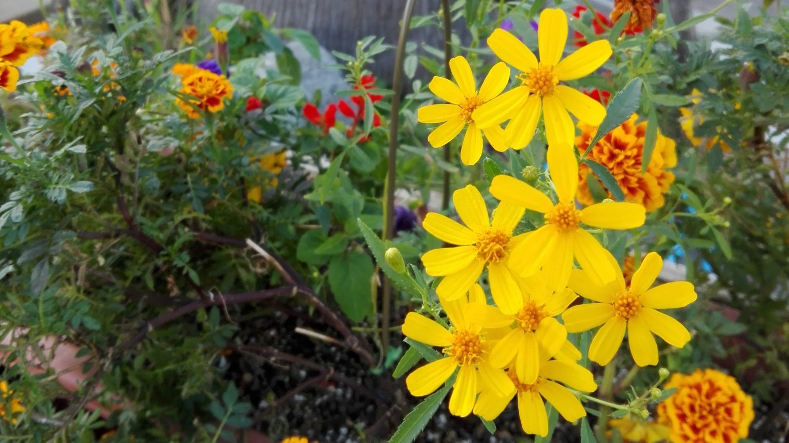 A Tagetes lemmonii plant surrounded by other greens and blooms, with green foliage in the background