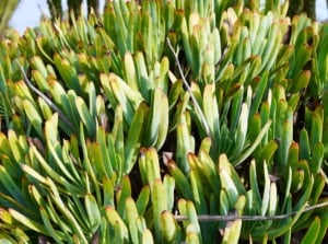 A big bush of Kumara plicatilis with countless green leaves called fan aloe forming a thick layer of plat parts