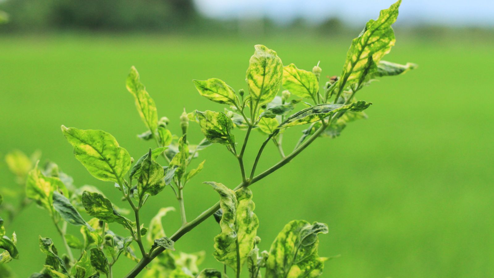 A chili pepper plant infested with insects, causing the leaves to become dry and crinkly placed under the sunlight