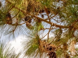 A close-up and base-angle shot of slender blades and cones of a pinus sapling, showcasing why pine trees are turning brown