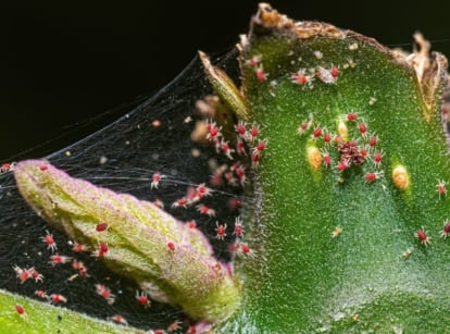 A close-up and macro shot of a large colony of small pests, showcasing an infestation of fall spider mites