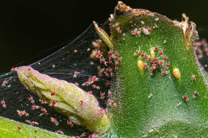 A close-up and macro shot of a large colony of small pests, showcasing an infestation of fall spider mites
