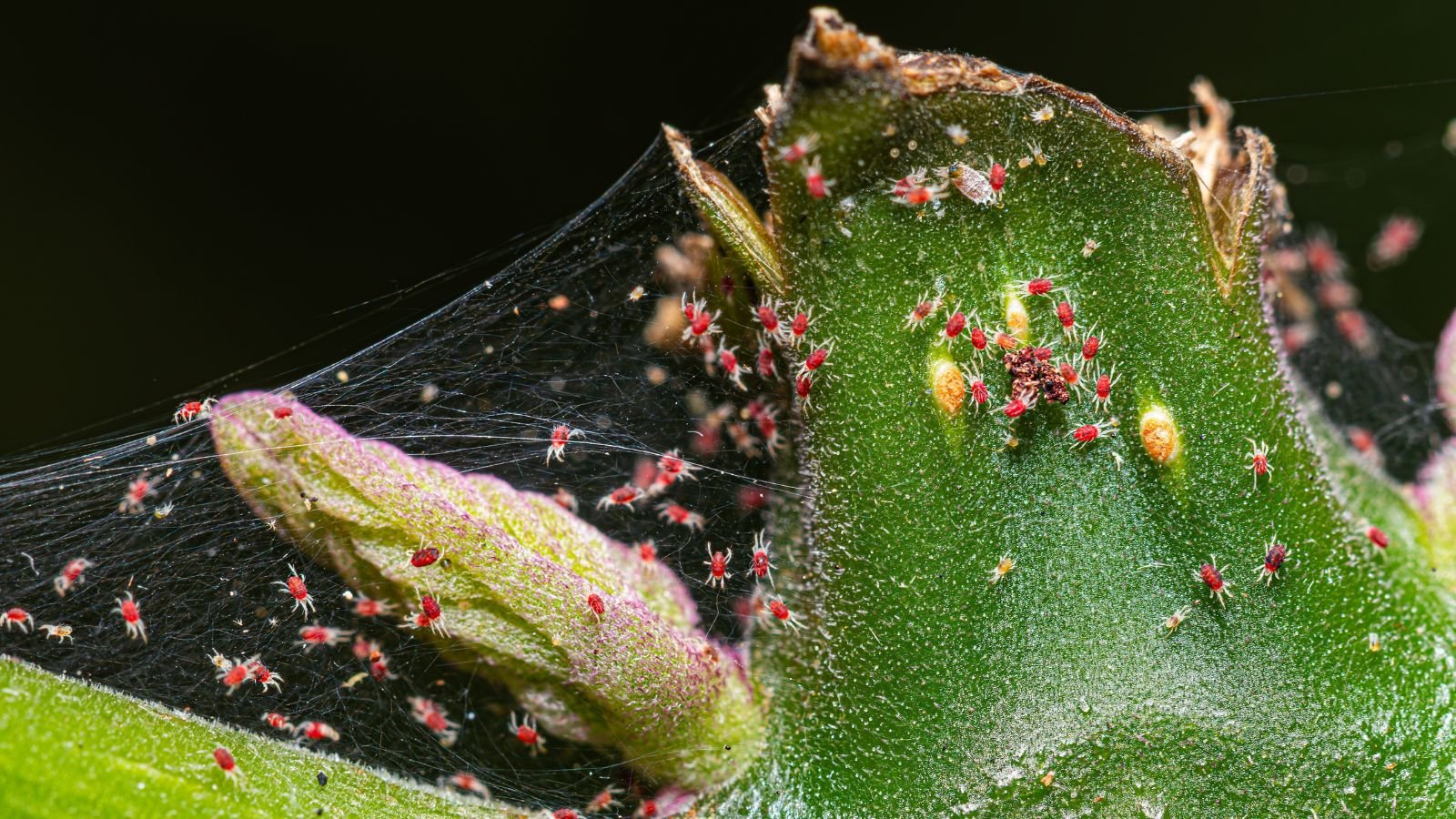 How to Combat Fall Spider Mite Explosions