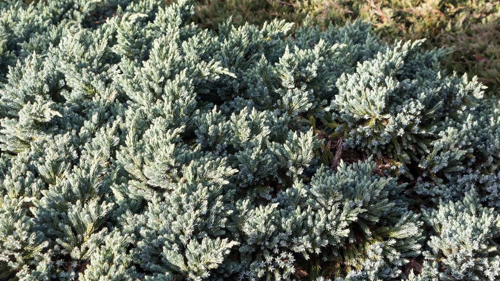 A close-up and overhead shot of a composition of green needle-like leaves of a compact variety of plant, basking in bright sunlight outdoors
