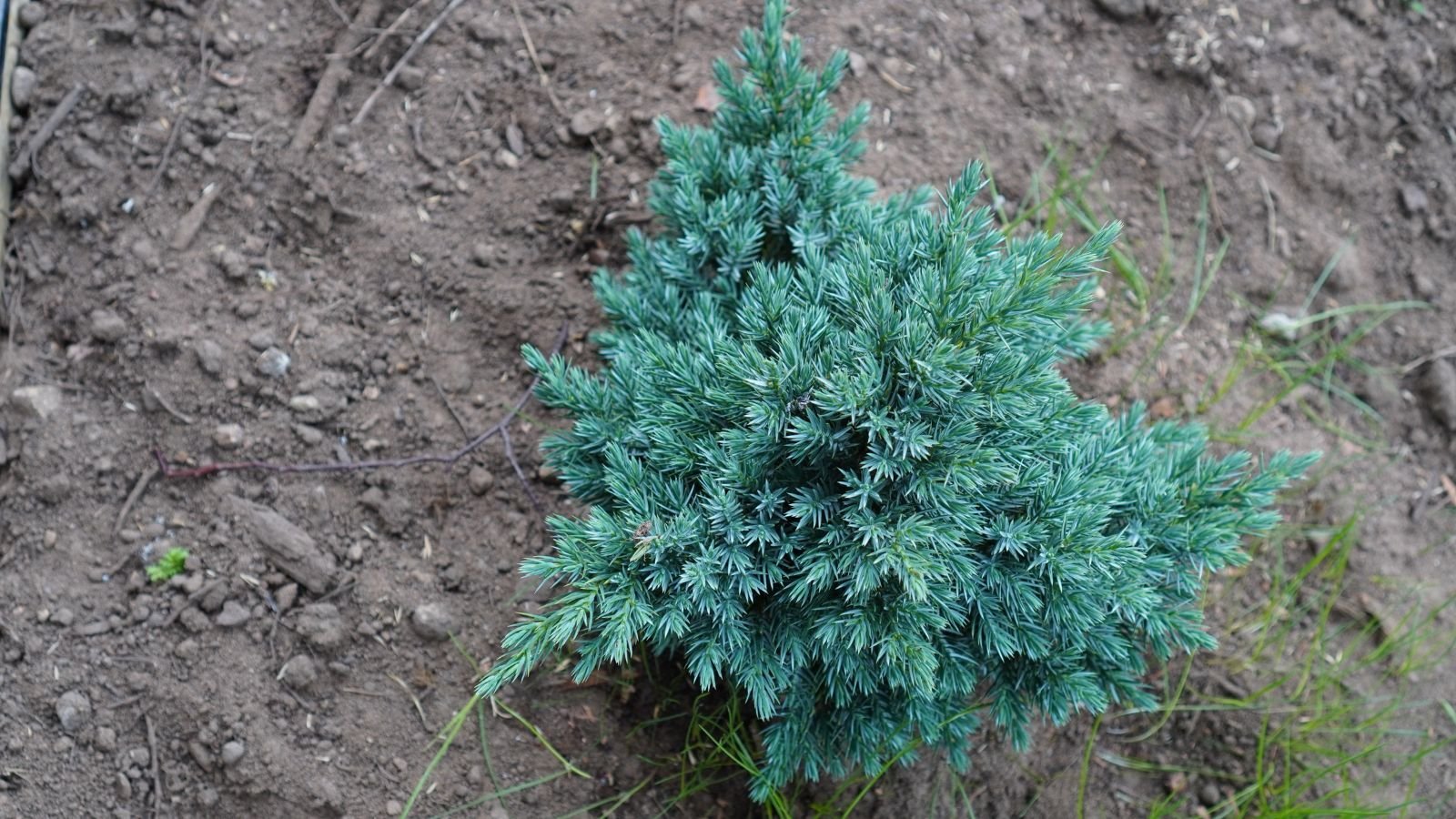 A close-up and overhead shot of a developing compact shrub, placed in soil outdoors