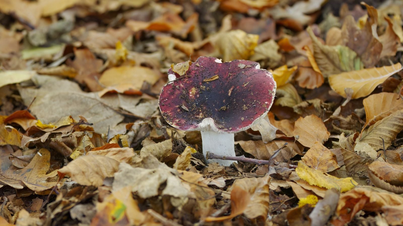 A close-up and overhead shot of a developing red-colored fungi on ground with leaf mold, situated in a well lit area outdoors