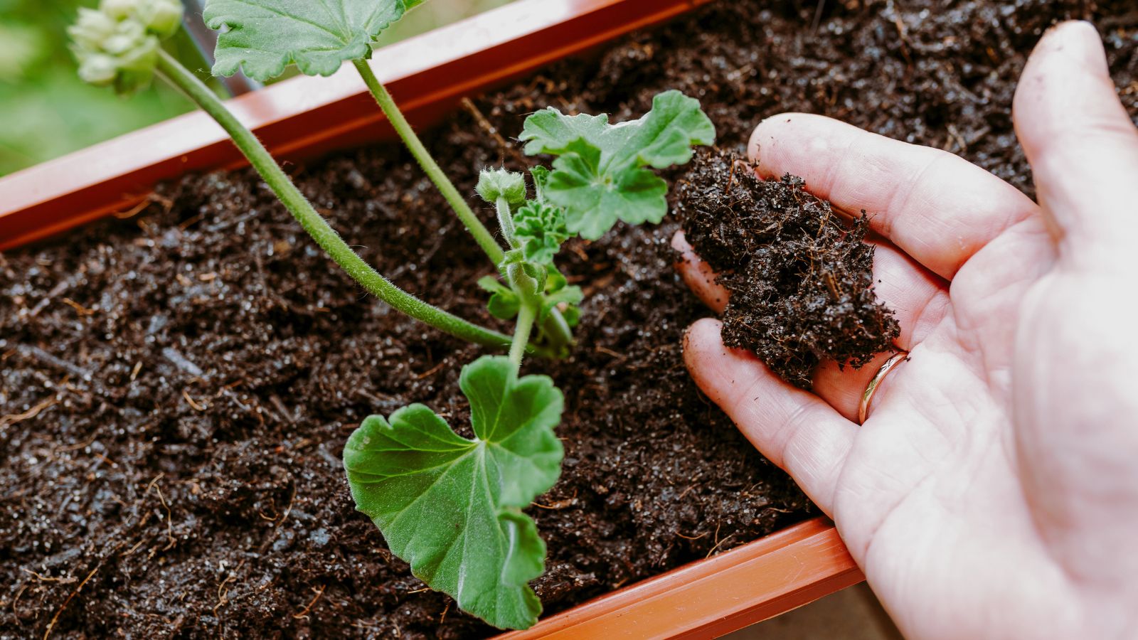 A close-up and overhead shot of a person's hand checking the soil of a potted plant, all situated in a well lit area outdoors