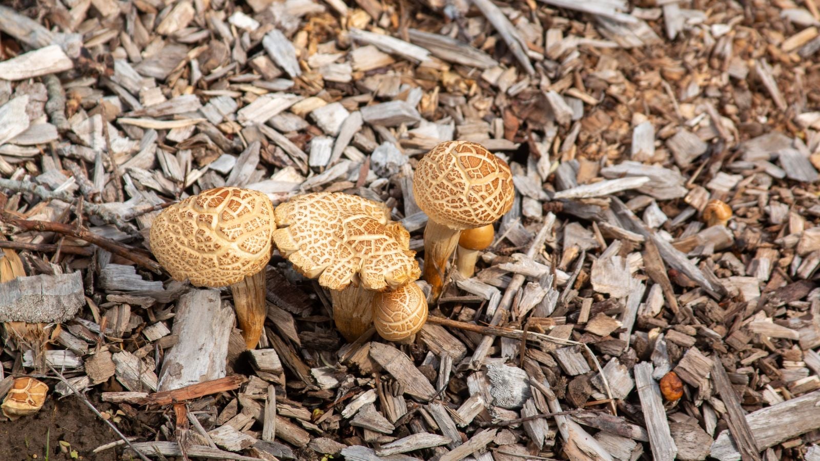 A close-up and overhead shot of several developing young fungi on ground with wood chips, all situated in a well lit area outdoors