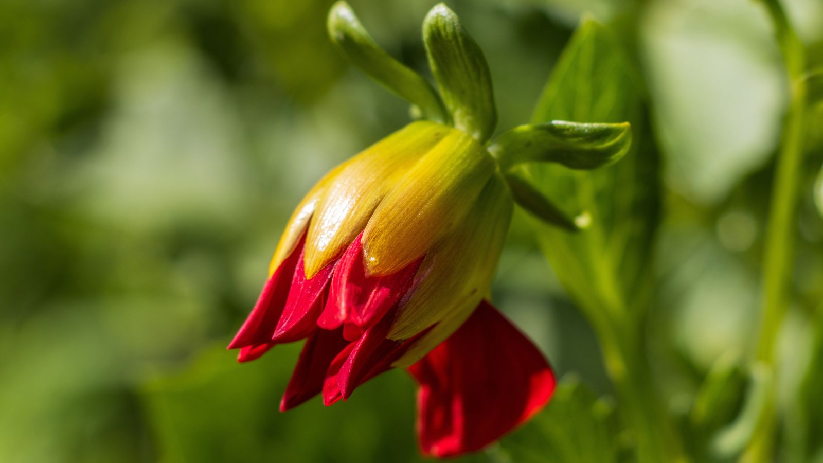 A close-up shot of a blooming flower bud of a red colored tuberous flower, placed in a well lit area outdoors