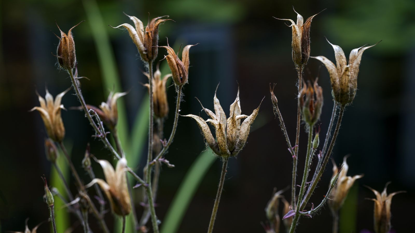 A close-up shot of a composition of dry seed heads of a columbine flower situated in a well lit area outdoors