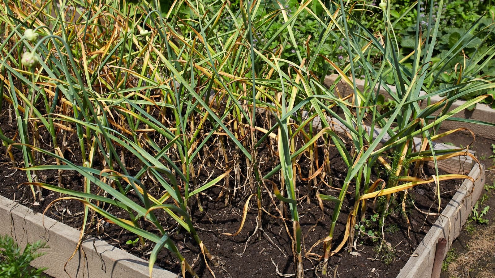 A close-up shot of a composition of green and yellowed leaves of crops placed in a raised bed filled with rich brown soil outdoors