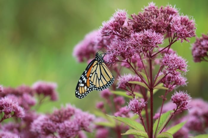 A close-up shot of a composition of pink flowers with a monarch butterfly feeding on its nectar, showcasing the sweet Joe Pye weed