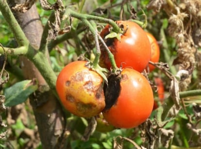 A close-up shot of a composition of severely diseased round, red, fruits and their foliage, showcasing late blight on tomatoes