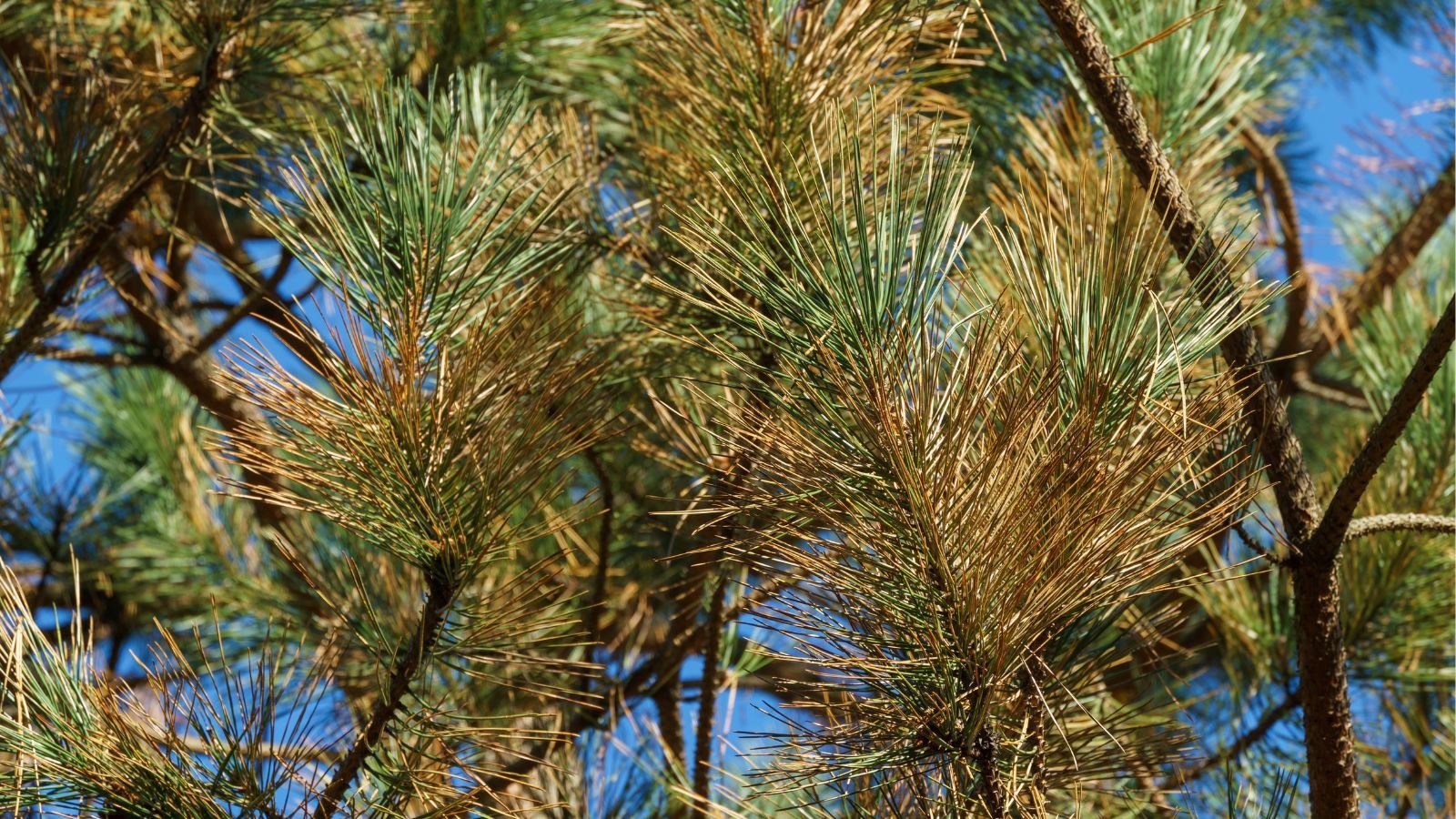 A close-up shot of a composition of slender blades that are yellowing, placed in a well lit area outdoors