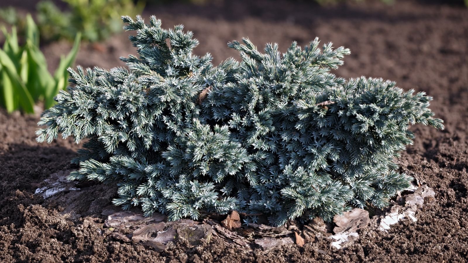 A close-up shot of a developing compact plant with needle-like leaves placed in rich brown soil outdoors