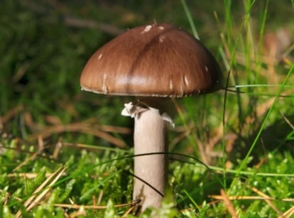 A close-up shot of a developing fungi showcasing it red colored cap, highlighting how to grow fall mushrooms