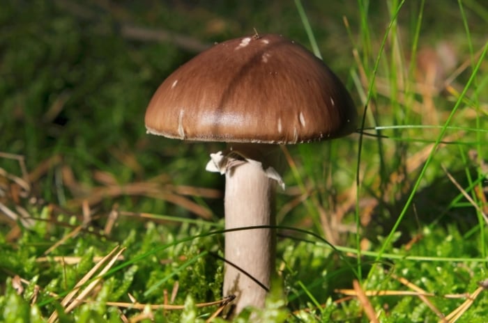 A close-up shot of a developing fungi showcasing it red colored cap, highlighting how to grow fall mushrooms