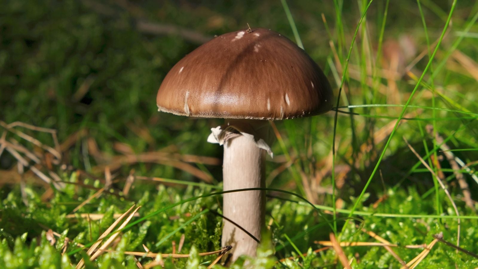 A close-up shot of a developing fungi showcasing it red colored cap, highlighting how to grow fall mushrooms