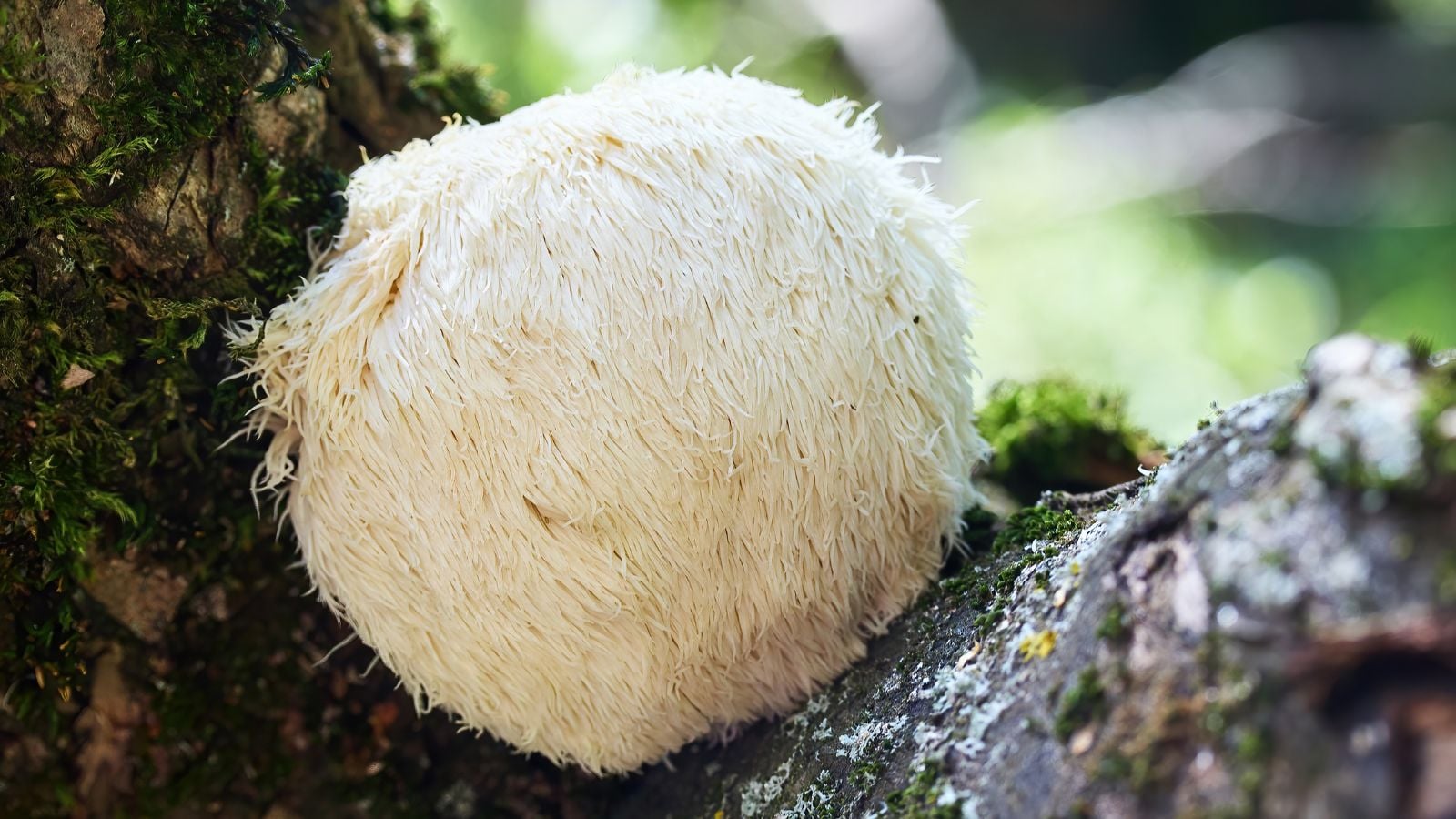 A close-up shot of a developing lion's mane fungi on a log, appearing damp and dark brown under sunlight