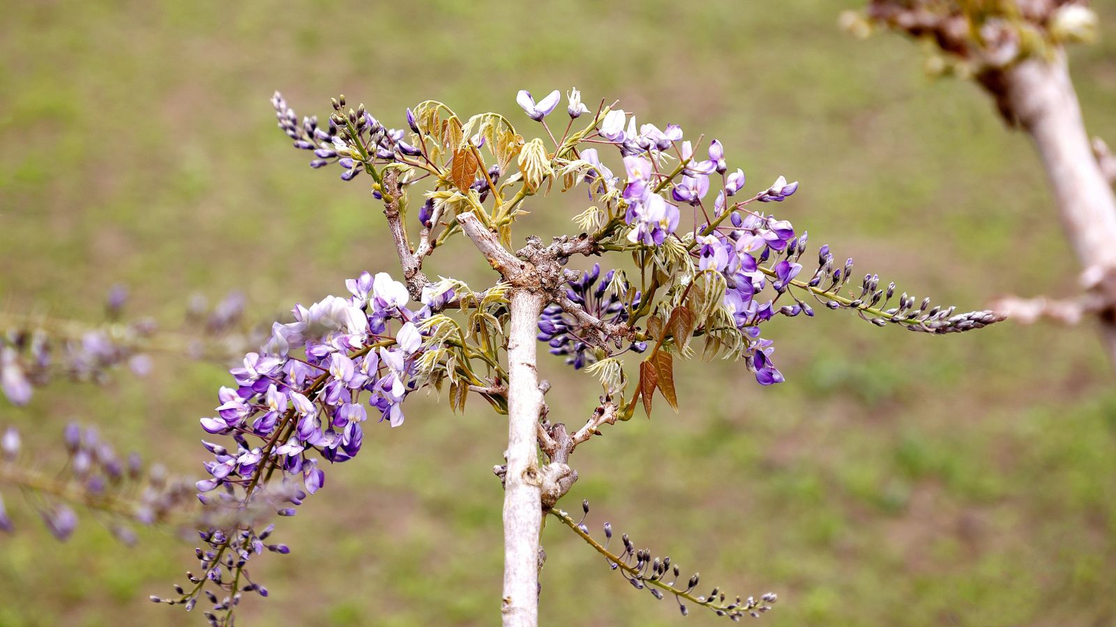 A close-up shot of a developing sapling with clusters of vibrant purple flowers, situated in a bright sunlit area outdoors