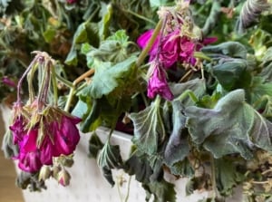 A close-up shot of a dying purple flower and its foliage, placed in a pot, showcasing heat-stressed geraniums