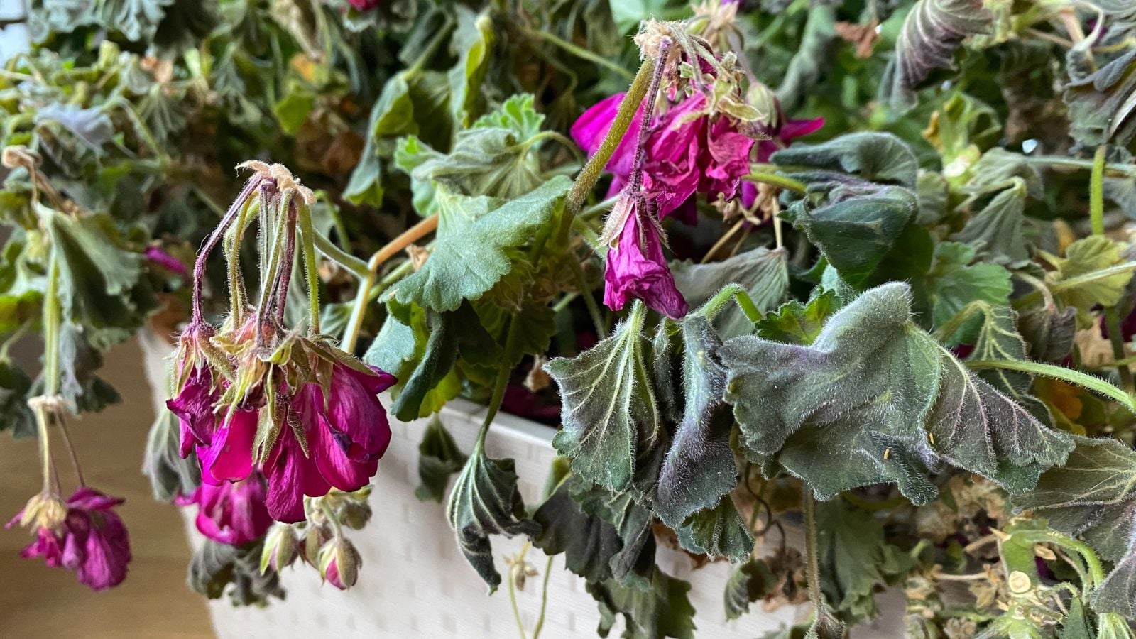 A close-up shot of a dying purple flower and its foliage, placed in a pot, showcasing heat-stressed geraniums