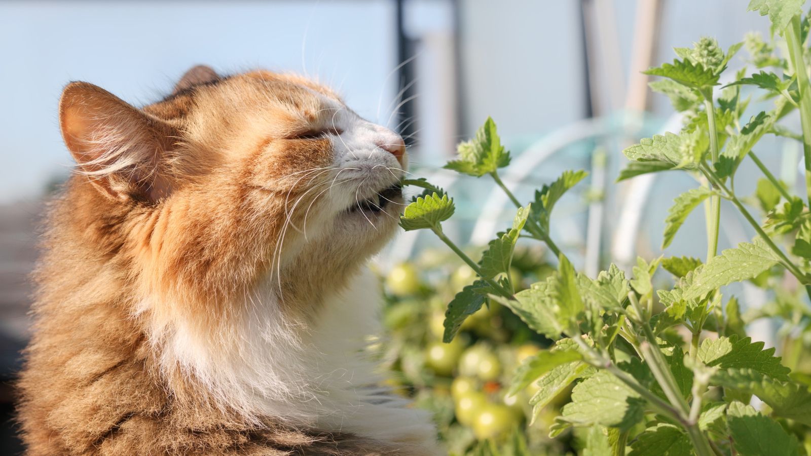 A close-up shot of a feline in he process of chewing on a catnip plant, all situated in a well lit area outdoors