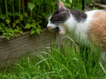 A close-up shot of a feline in the process of chewing tall grass blades, showcasing how to clean cat poop garden beds