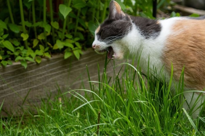 A close-up shot of a feline in the process of chewing tall grass blades, showcasing how to clean cat poop garden beds