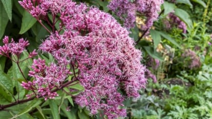 A close-up shot of a large cluster of delicate, pink colored flower clusters alongside its green foliage