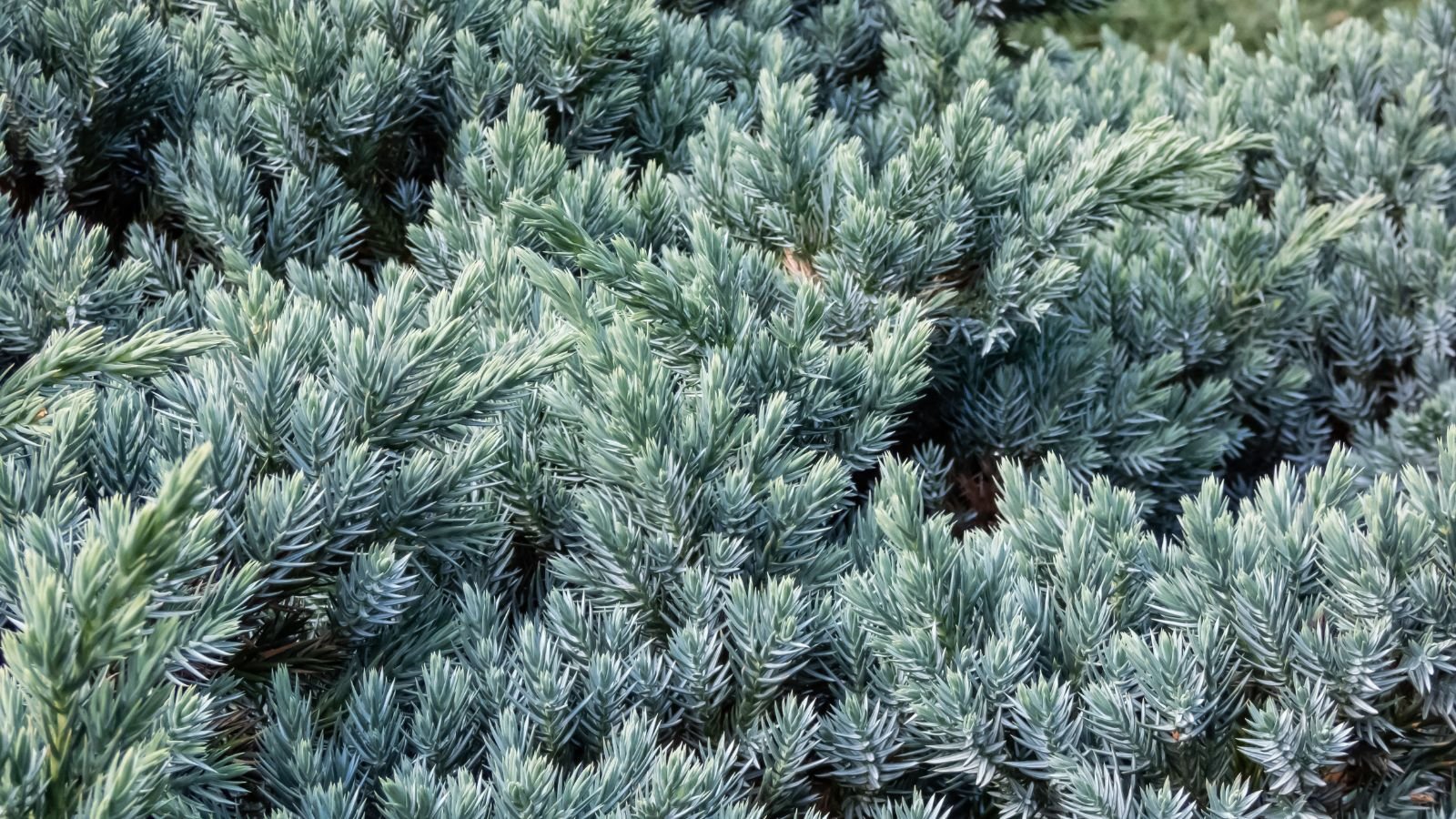 A close-up shot of a large composition of needle-like leaves of a compact variety of plant