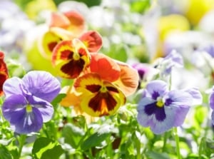 A close-up shot of a large composition of vibrant and colorful flowers, blooming and basking in bright sunlight, showcasing the best flowers to plant in September