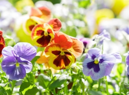 A close-up shot of a large composition of vibrant and colorful flowers, blooming and basking in bright sunlight, showcasing the best flowers to plant in September