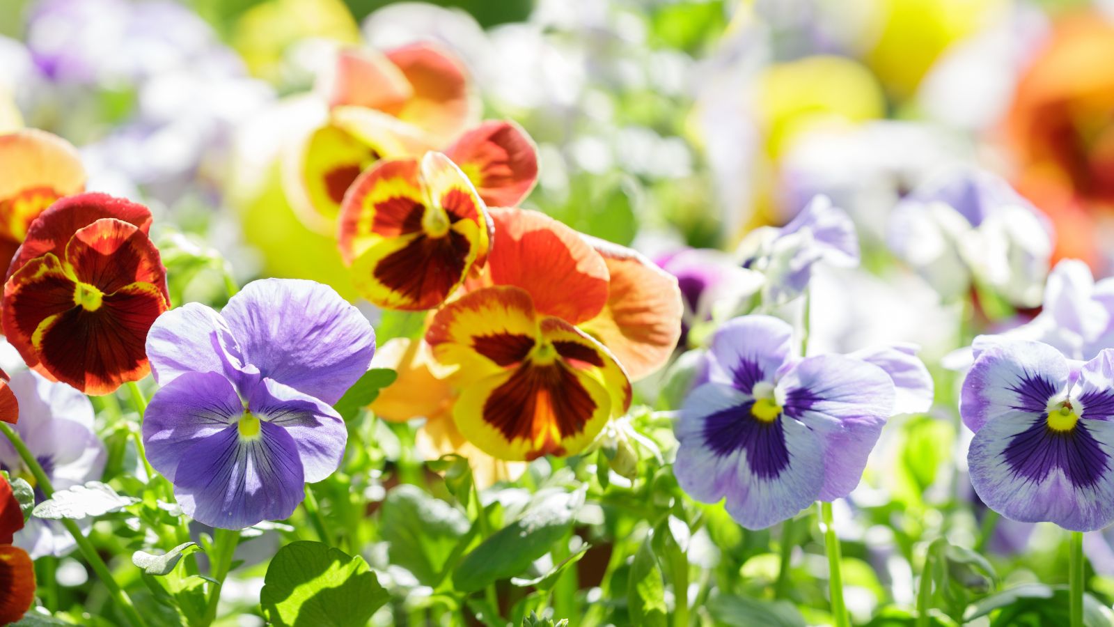 Best Flowers to Plant in Florida Zone 10: Vibrant Blooms That Thrive