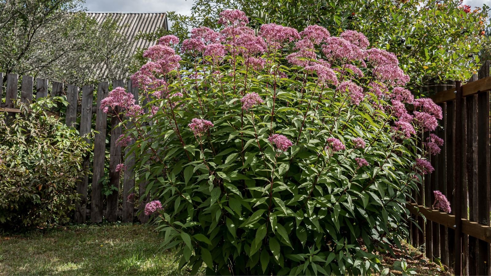 A close-up shot of a large developing flowering plant with pink flower clusters, placed in a garden area outdoors