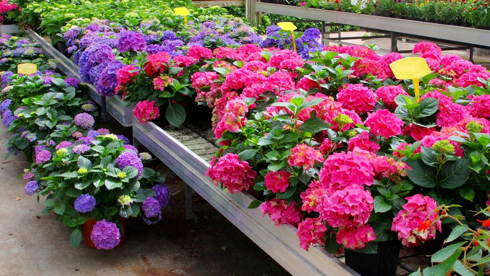 A close-up shot of a large table with several nursery pots filled with developing hydrangea flowers, all situated in a greenhouse area