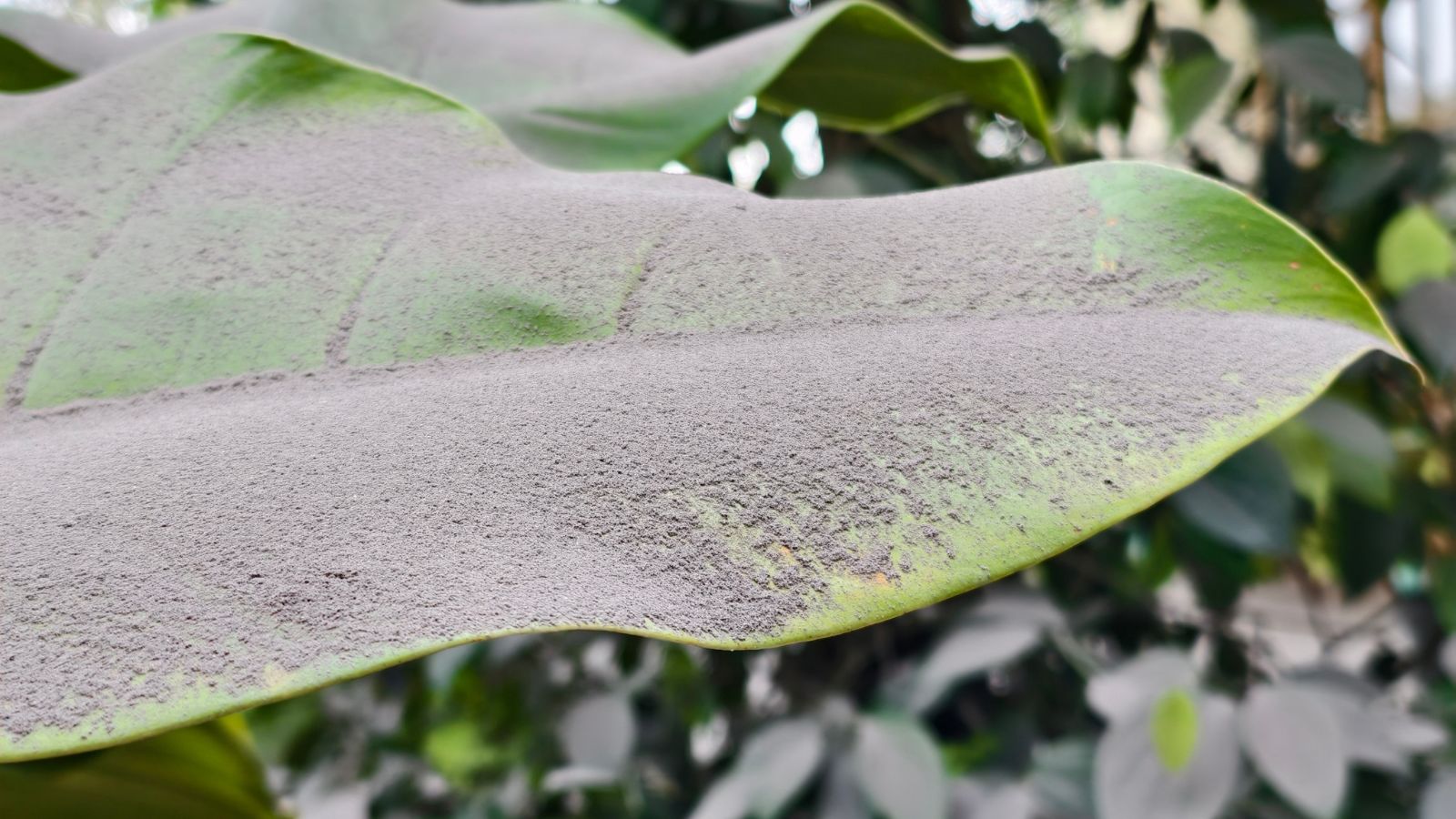 A close-up shot of a leaf of a crop covered in ash placed in a well lit area outdoors