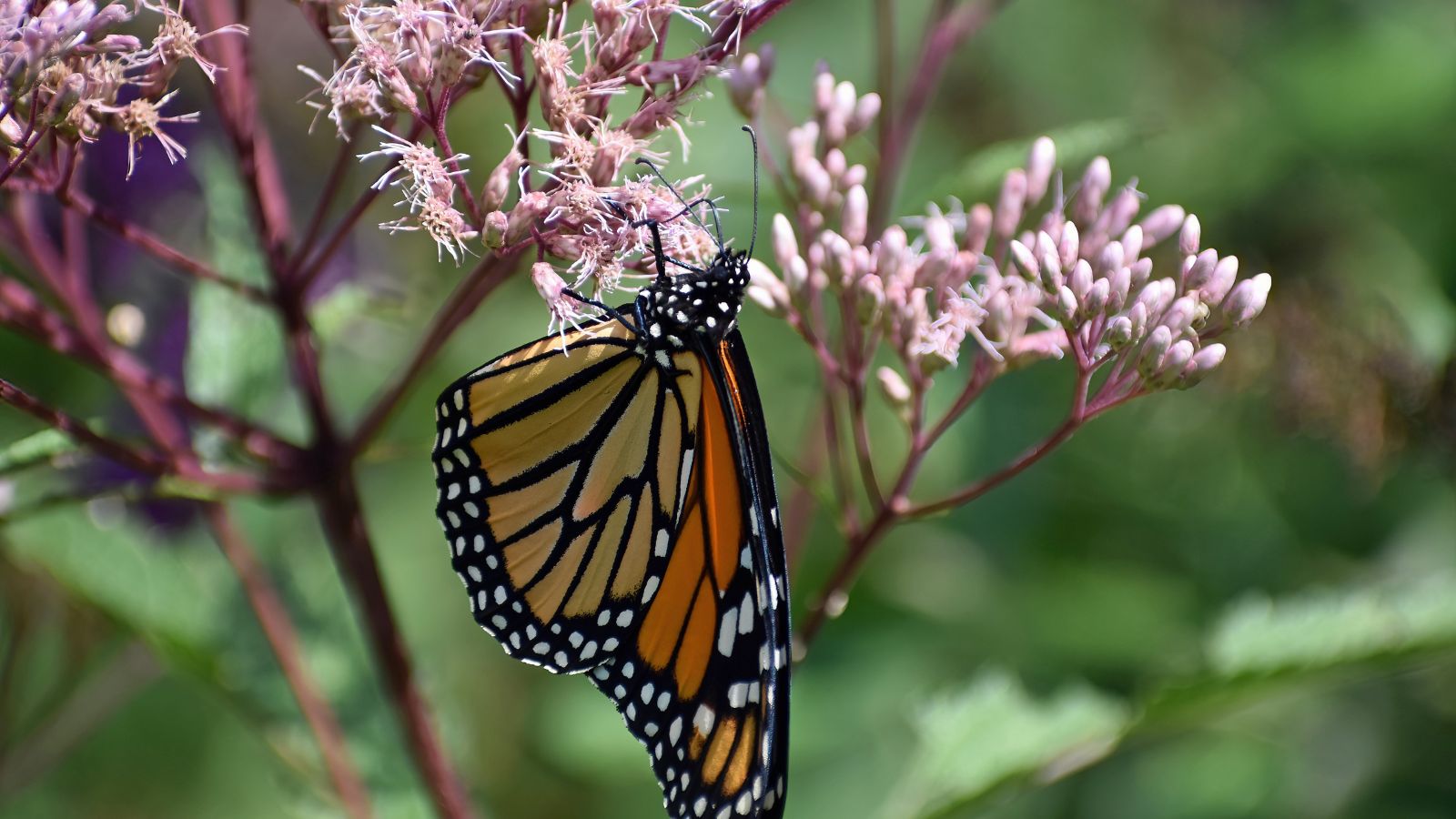 A close-up shot of a monarch butterfly feeding on nectar of a pink-purple colored cluster of flowers, placed in a well lit area outdoors