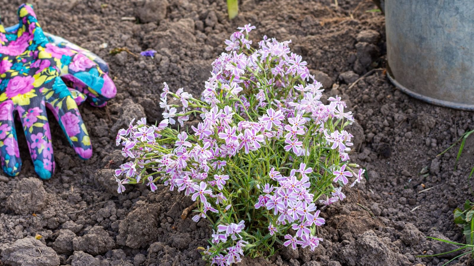 A close-up shot of a newly replanted flowering plant placed in rich soil outdoors near a glove and a watering can