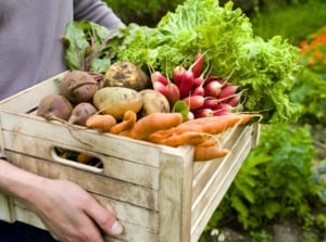 Woman holding a large crate filled with freshly harvested root vegetables in August, knowing what to plant in August
