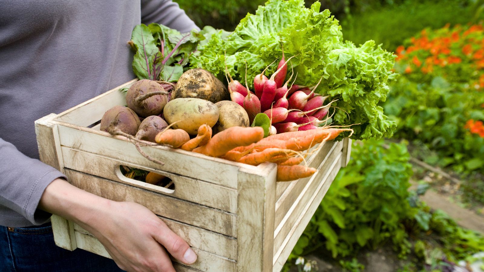 Woman holding a large crate filled with freshly harvested root vegetables in August, knowing what to plant in August