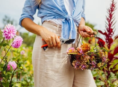 A close up shot of a person holding a small basket with spent flower heads showcasing how to cut dahlias after flowering.