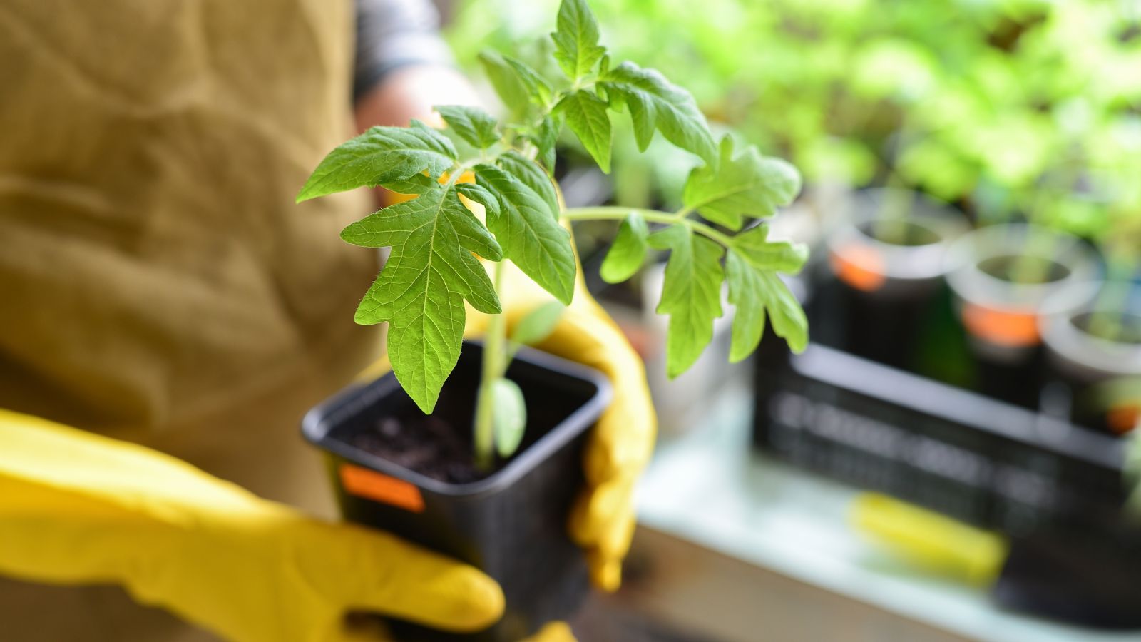 A close-up shot of a person holding a small nursery container with a developing young seedling of a fruit-bearing crop